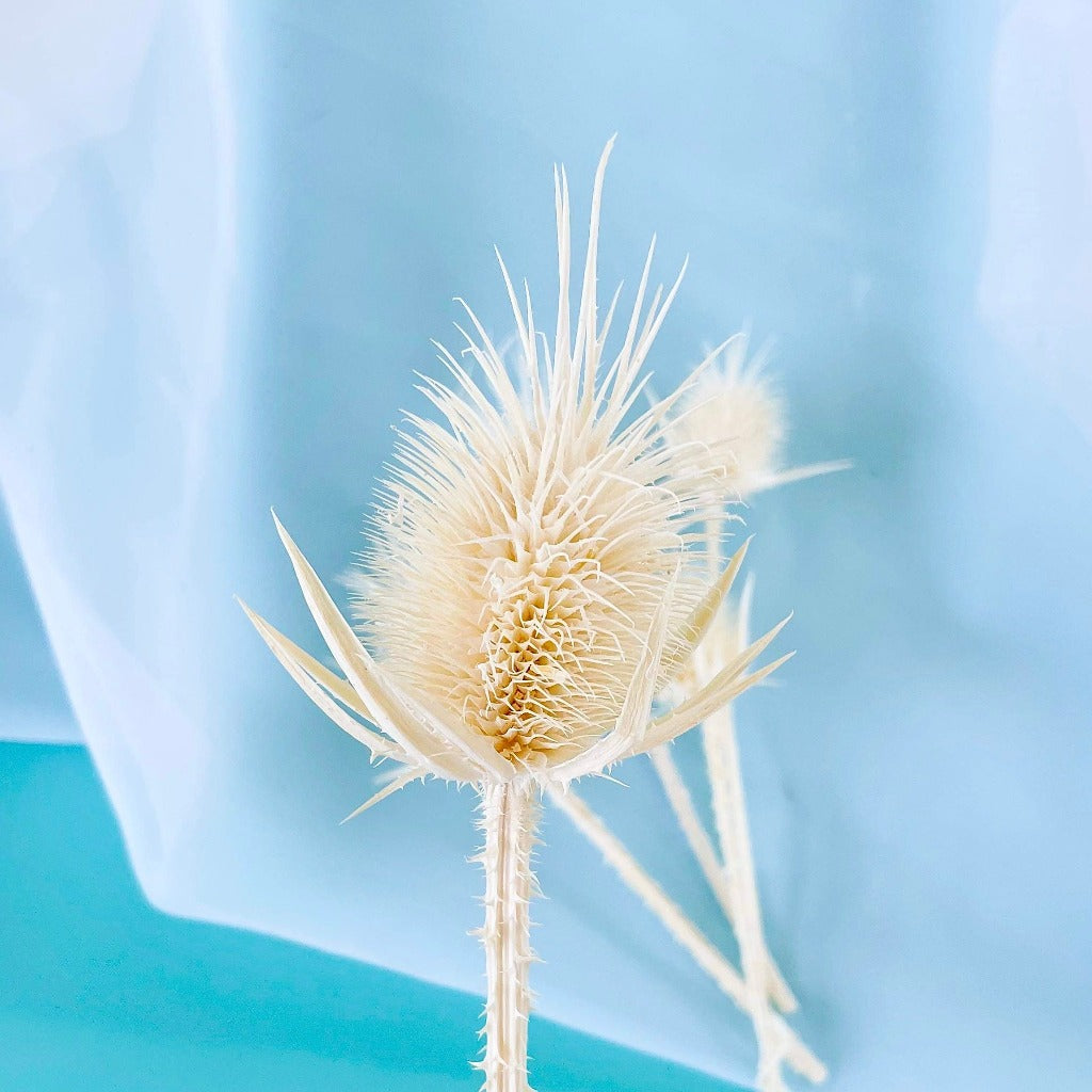 Dried Natural Big Whistle Flower Cupcake Toppers - White