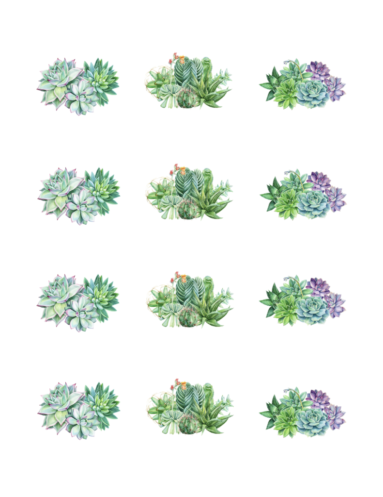 Edible Icing Cupcake Cake Topper Image Flower succulents cactuses